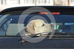 Dog traveling by car