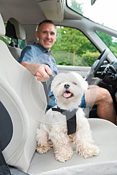 Dog traveling in a car