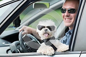 Dog traveling in a car