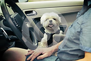 Dog traveling in a car