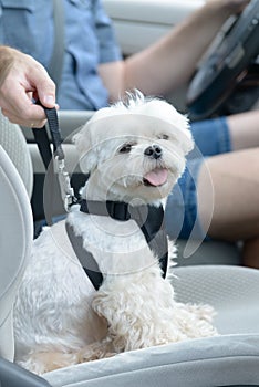 Dog traveling in a car