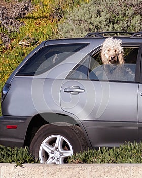 Dog traveling in car looks out of window.