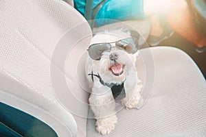 Dog traveling in a car