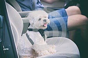 Dog traveling in a car