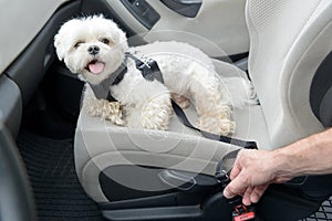 Dog traveling in a car