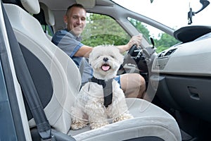 Dog traveling in a car