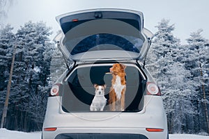 Dog travels by car in winter. Nova Scotia Duck Tolling Retriever and jack russell terrier