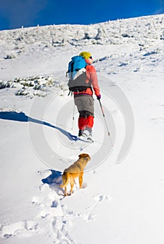 The dog travels in the mountains in winter.