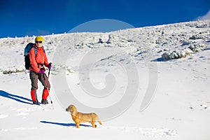 The dog travels in the mountains in winter.