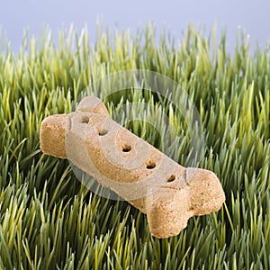 Dog treat laying in grass.