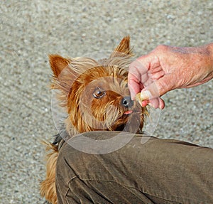 Dog treat for pet