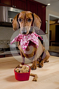 Dog with treats in heart shaped bowl