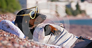 Dog trendy sunglasses lies on beach, relaxes by sea, sunbathes on sun lounger