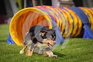 Dog Tricolor Border collie in agility tunel. It was competition only for large.