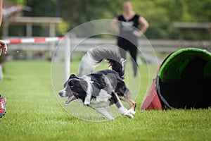 Dog tricolor border collie  is running on agility competition.