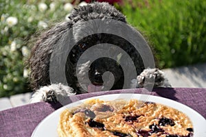 Dog tries to steal a pancake