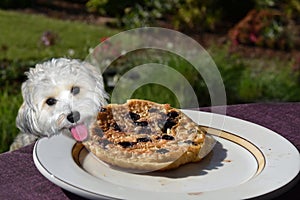 Dog tries to steal a pancake