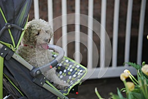 dog in trolly in park