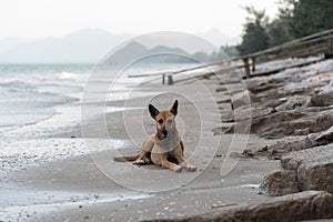 Dog on the tropical beach