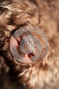 Dog truffle nose close up brown lagotto romagnolo modern high quality prints
