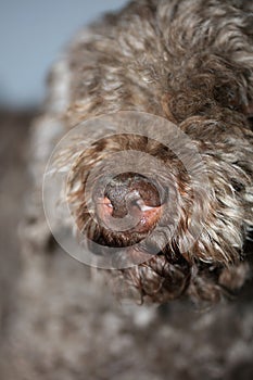 Dog truffle nose close up brown lagotto romagnolo modern high quality prints