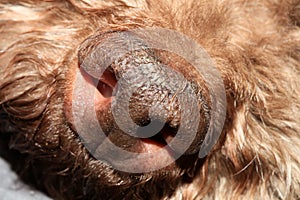 Dog truffle nose close up brown lagotto romagnolo modern high quality prints