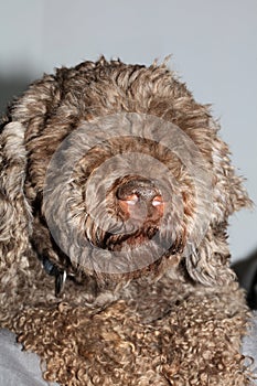 Dog truffle nose close up brown lagotto romagnolo modern high quality prints