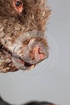 Dog truffle nose close up brown lagotto romagnolo modern high quality prints