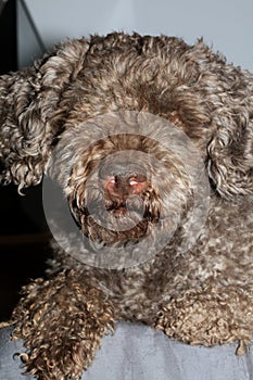 Dog truffle nose close up brown lagotto romagnolo modern high quality prints
