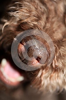 Dog truffle nose close up brown lagotto romagnolo modern high quality prints