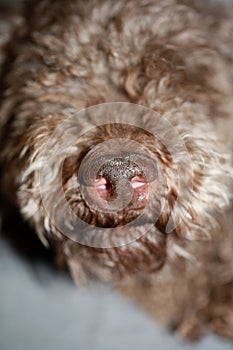 Dog truffle nose close up brown lagotto romagnolo modern high quality prints