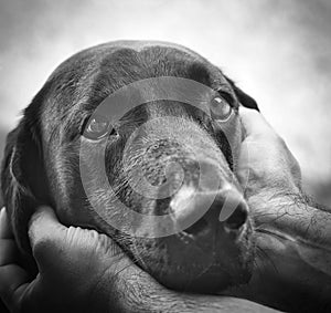Dog trusting look in the hands of the master in black and white