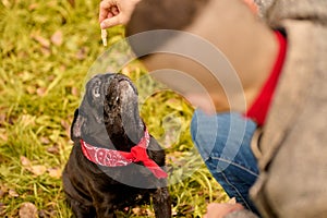 A dog trying to get his food from his owners hands