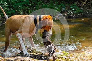 Dog trying to retrieve wooden log