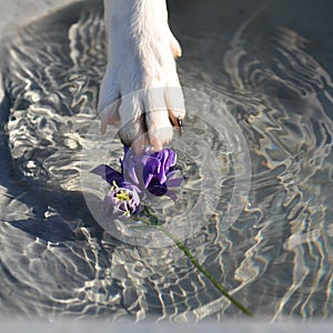 Dog trying to steal a flower