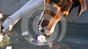Dog trying to steal a flower