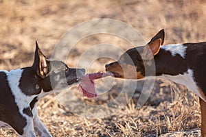 Dog Tug of War