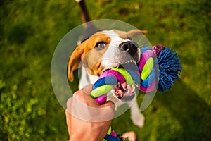 Dog Tug-of-War Game in summer