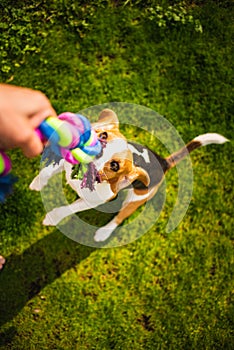 Dog Tug-of-War Game in summer