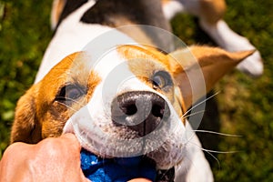 Dog Tug-of-War Game in summer