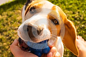 Dog Tug-of-War Game in summer