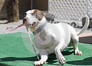 Dog tugging his own leash