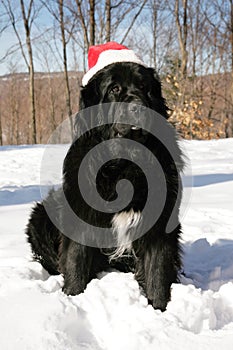 Dog with tuque photo