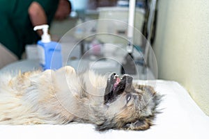 Dog under anesthesia in veterinarian clinic waiting for surgery