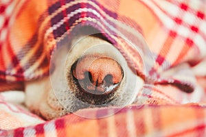 Dog under the blanket