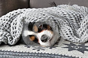 Dog under the blanket