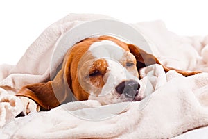 Dog under a blanket on white