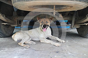 Dog under the car.