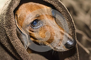 Dog under the covers