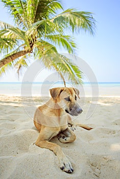 Dog under the palm. Tripical pet. photo
